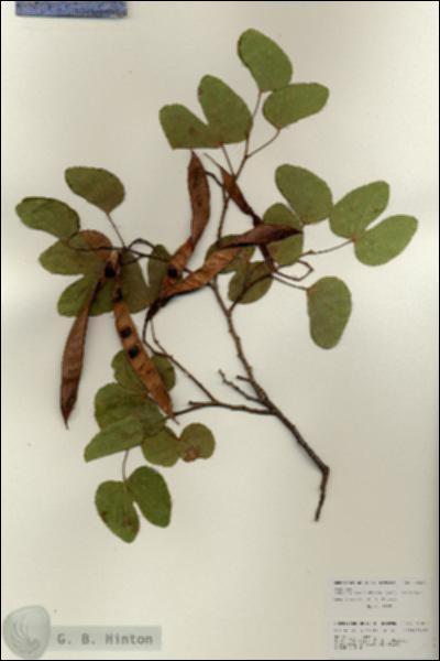 URN_catalog_HBHinton_herbarium_25915.jpg.jpg