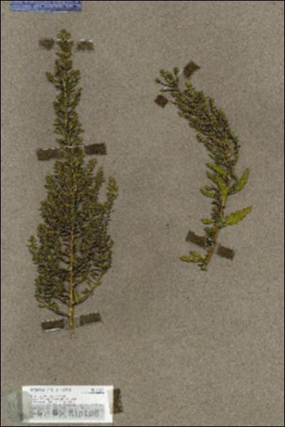 URN_catalog_HBHinton_herbarium_17608.jpg.jpg