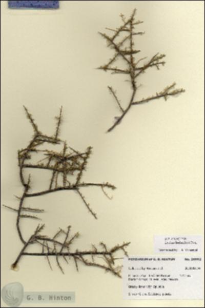 URN_catalog_HBHinton_herbarium_28662.jpg.jpg