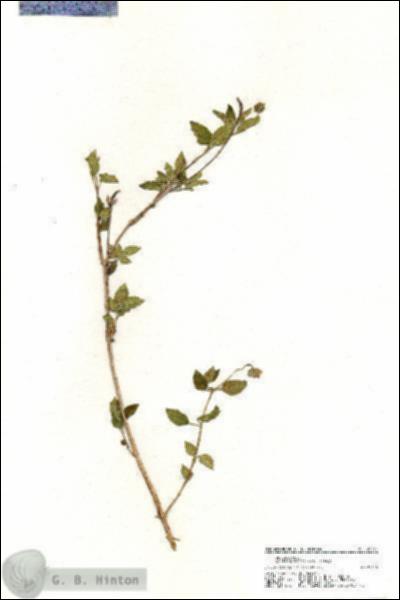 URN_catalog_HBHinton_herbarium_20395.jpg.jpg