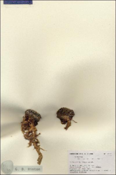 URN_catalog_HBHinton_herbarium_27142-1.jpg.jpg