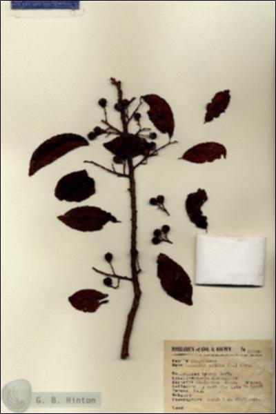 URN_catalog_HBHinton_herbarium_13935.jpg.jpg