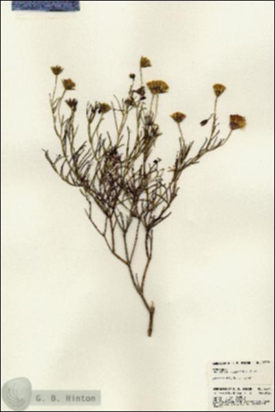 URN_catalog_HBHinton_herbarium_23375.jpg.jpg
