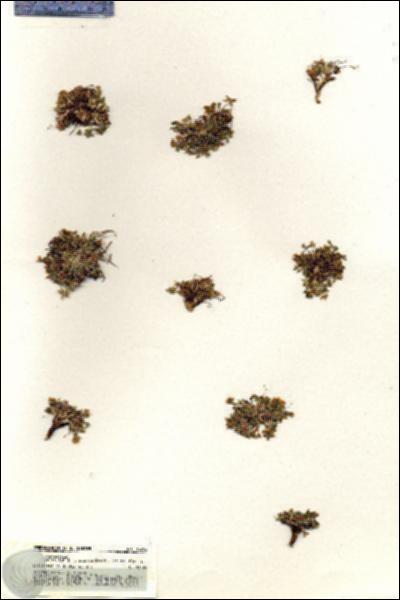 URN_catalog_HBHinton_herbarium_18792.jpg.jpg