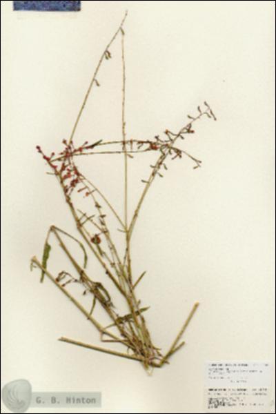 URN_catalog_HBHinton_herbarium_25701.jpg.jpg