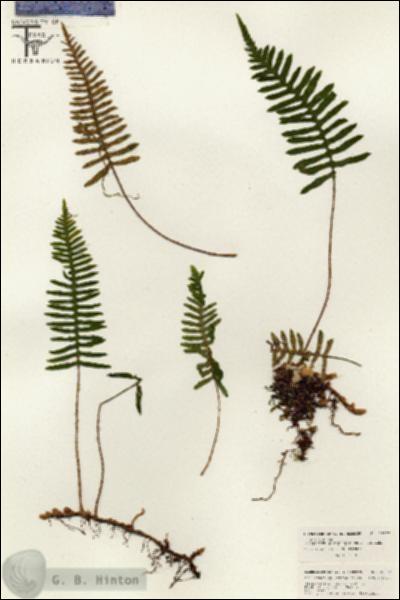 URN_catalog_HBHinton_herbarium_26372.jpg.jpg
