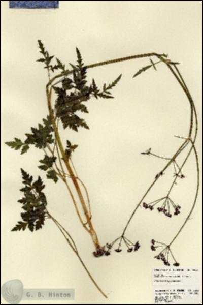 URN_catalog_HBHinton_herbarium_23209.jpg.jpg