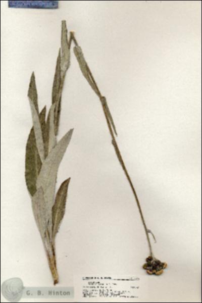 URN_catalog_HBHinton_herbarium_20316.jpg.jpg