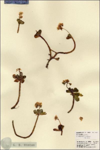 URN_catalog_HBHinton_herbarium_21809.jpg.jpg