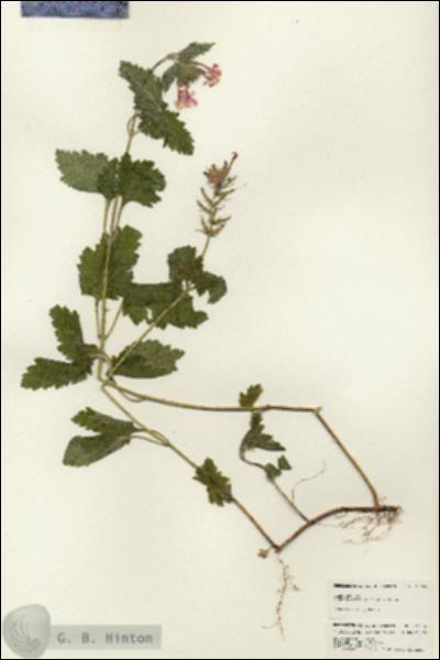 URN_catalog_HBHinton_herbarium_25054.jpg.jpg