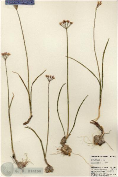 URN_catalog_HBHinton_herbarium_23844.jpg.jpg