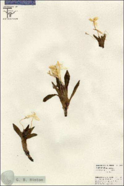 URN_catalog_HBHinton_herbarium_26638.jpg.jpg