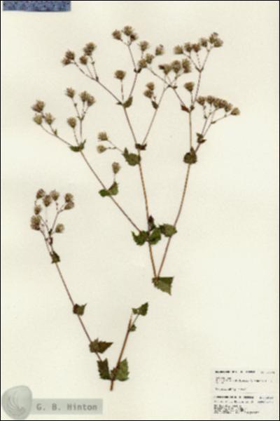 URN_catalog_HBHinton_herbarium_25045.jpg.jpg
