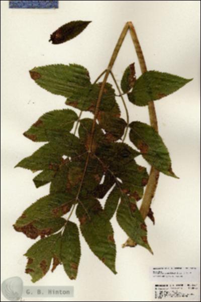 URN_catalog_HBHinton_herbarium_24604.jpg.jpg