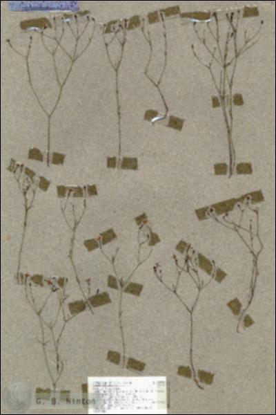 URN_catalog_HBHinton_herbarium_18993.jpg.jpg
