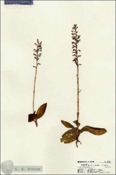 URN_catalog_HBHinton_herbarium_22536.jpg.jpg