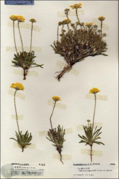 URN_catalog_HBHinton_herbarium_20223.jpg.jpg