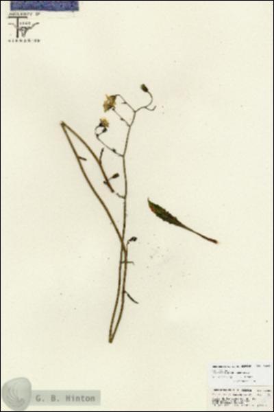 URN_catalog_HBHinton_herbarium_26833.jpg.jpg