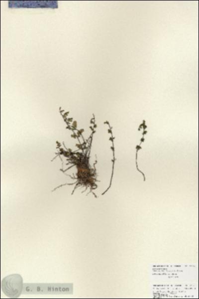 URN_catalog_HBHinton_herbarium_27024.jpg.jpg