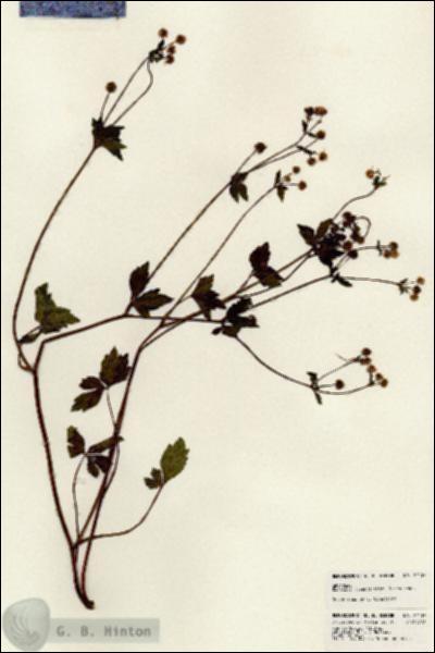URN_catalog_HBHinton_herbarium_24137.jpg.jpg