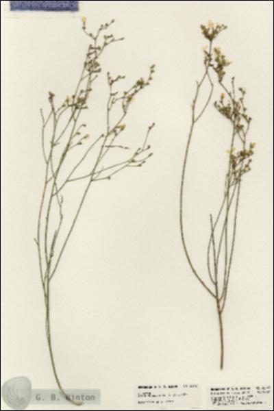 URN_catalog_HBHinton_herbarium_23743.jpg.jpg