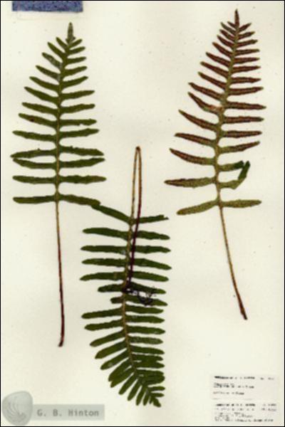 URN_catalog_HBHinton_herbarium_25072.jpg.jpg