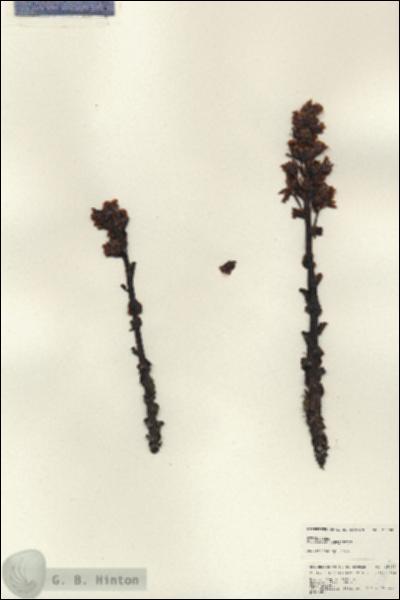 URN_catalog_HBHinton_herbarium_25093.jpg.jpg