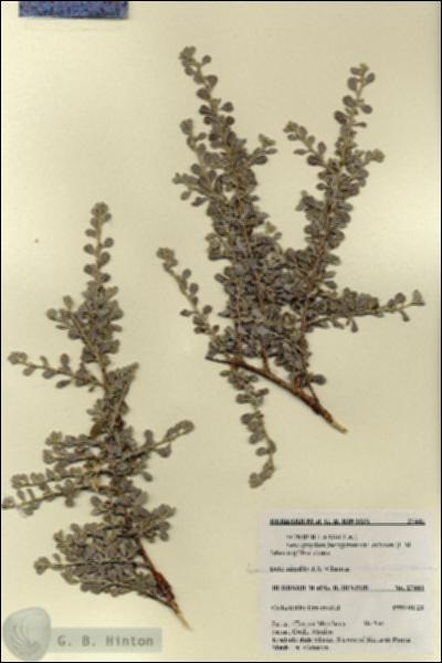 URN_catalog_HBHinton_herbarium_27441.jpg.jpg