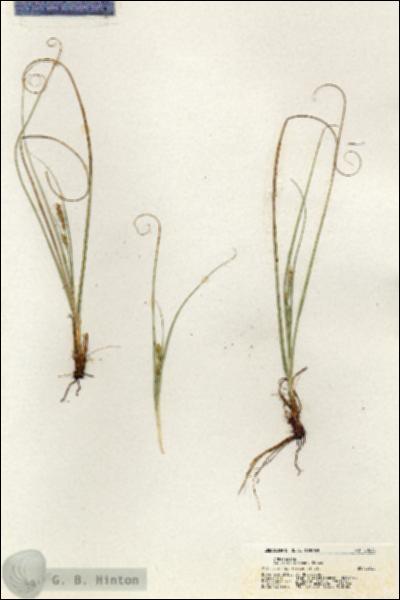 URN_catalog_HBHinton_herbarium_20230.jpg.jpg