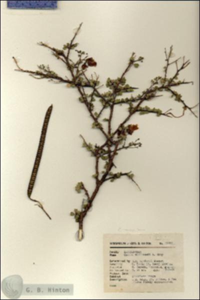 URN_catalog_HBHinton_herbarium_16565.jpg.jpg