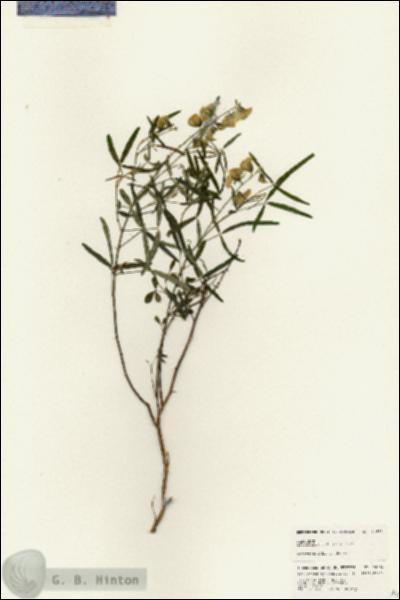 URN_catalog_HBHinton_herbarium_24666.jpg.jpg