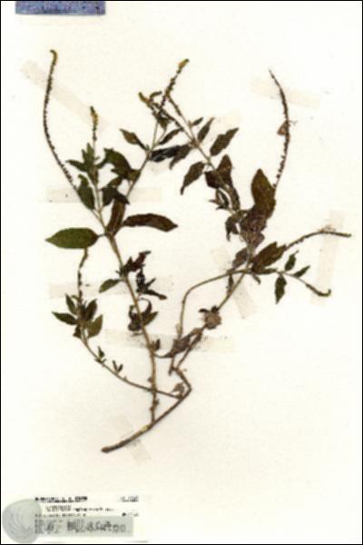 URN_catalog_HBHinton_herbarium_19949.jpg.jpg