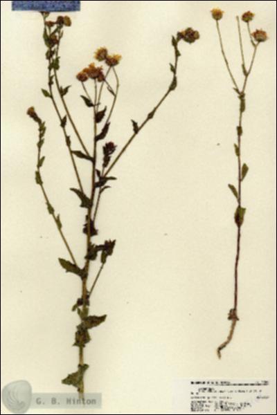 URN_catalog_HBHinton_herbarium_22264.jpg.jpg