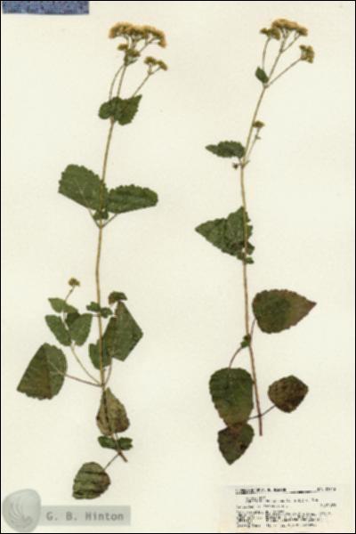 URN_catalog_HBHinton_herbarium_21742.jpg.jpg