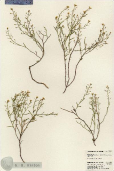 URN_catalog_HBHinton_herbarium_23589.jpg.jpg