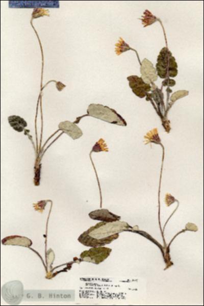 URN_catalog_HBHinton_herbarium_20227.jpg.jpg