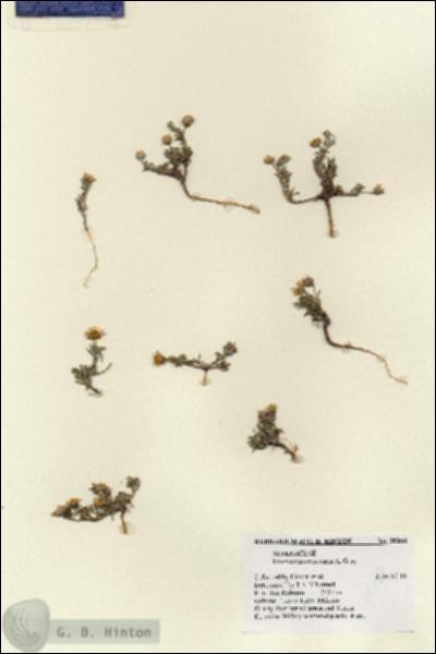 URN_catalog_HBHinton_herbarium_28288.jpg.jpg