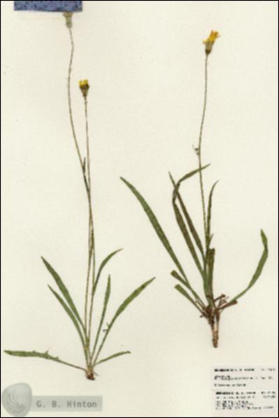 URN_catalog_HBHinton_herbarium_24596.jpg.jpg