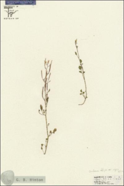 URN_catalog_HBHinton_herbarium_26850.jpg.jpg