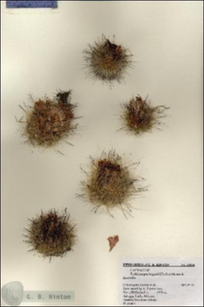 URN_catalog_HBHinton_herbarium_18818.jpg.jpg
