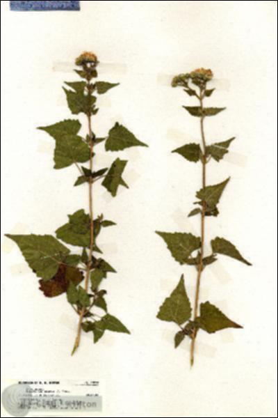 URN_catalog_HBHinton_herbarium_19977.jpg.jpg