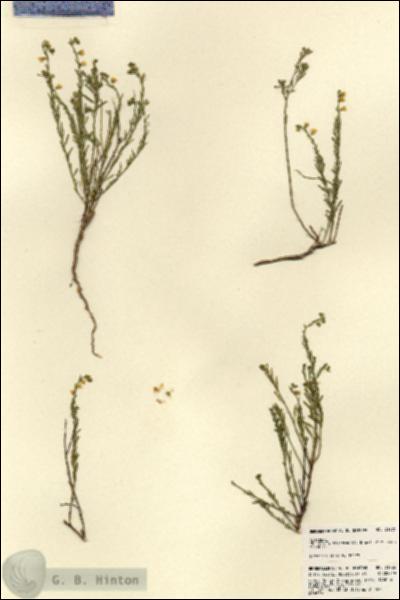 URN_catalog_HBHinton_herbarium_21785.jpg.jpg