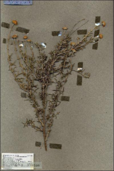 URN_catalog_HBHinton_herbarium_18569.jpg.jpg