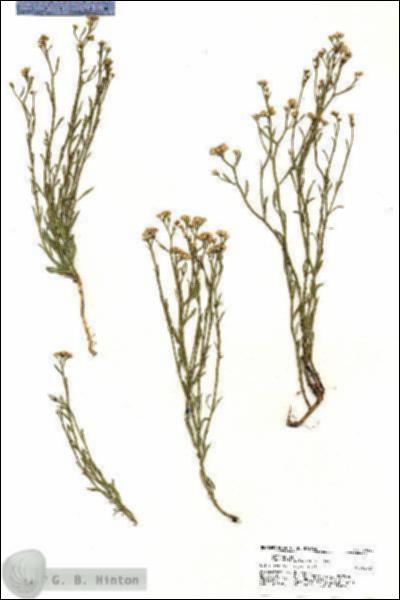 URN_catalog_HBHinton_herbarium_20440.jpg.jpg