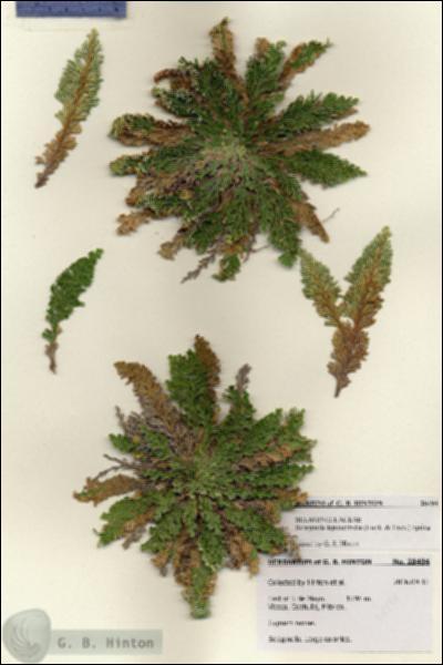 URN_catalog_HBHinton_herbarium_28494.jpg.jpg