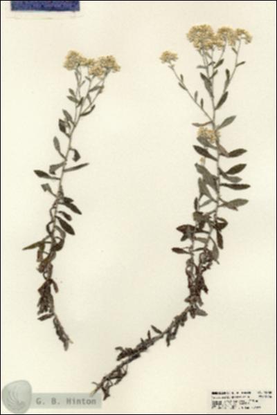 URN_catalog_HBHinton_herbarium_23760.jpg.jpg