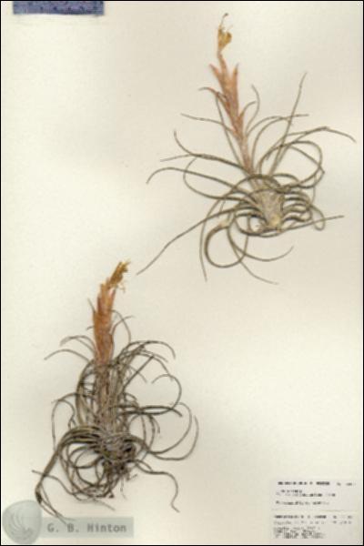 URN_catalog_HBHinton_herbarium_25309.jpg.jpg