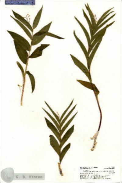 URN_catalog_HBHinton_herbarium_20994.jpg.jpg