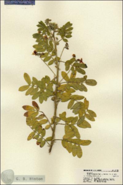 URN_catalog_HBHinton_herbarium_22189.jpg.jpg