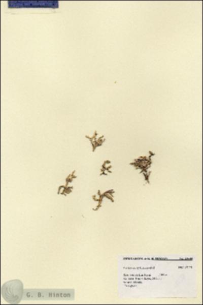 URN_catalog_HBHinton_herbarium_18538.jpg.jpg